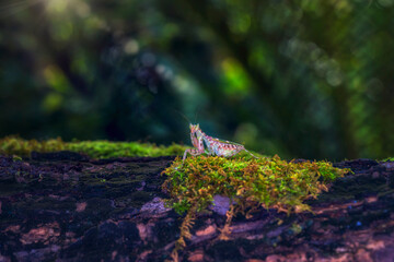 Flower mantis Defense. A praying mantis is walking on a log in the forest. Thailand.