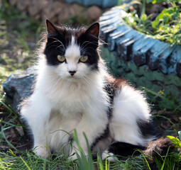 Homeless cat cat is looking at camera outdoors.