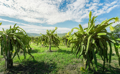 Dragon fruit on plant, Raw Pitaya fruit on tree, A pitaya or pitahaya is the fruit of several cactus species. This is the landscape of dragon fruit plantation in the Thailand.