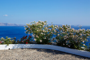 Close-Up of Oleander or Nerium flower on Santorini island, blue sea on the background.