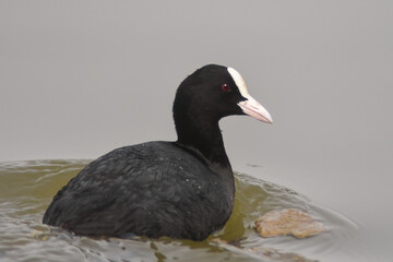 Folaga (Fulica atra) che nuota nello stagno in primo piano