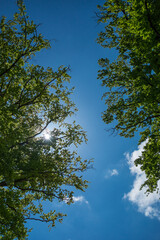 arbres à contre jour en contre plongé
