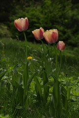 cztery różowe tulipany na tle zieleni