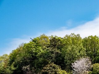 Obraz premium 春のびわこ文化公園で