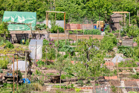 Dutch sunny community allotment gardens with vegetables on a small hill in Arnhem, The Netherlands