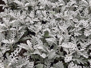Closeup of Dusty Miller plants in a Greenhouse