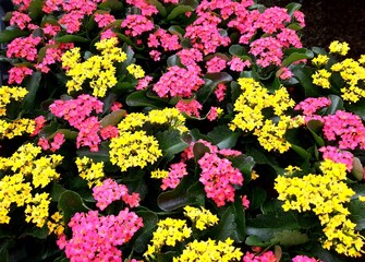 Yellow and pink flowers in a market