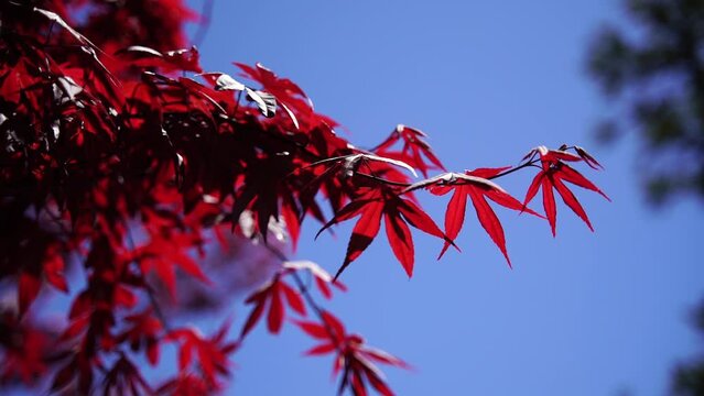 Red japanese momiji maple leaves and branches with sunlight in Autumn season