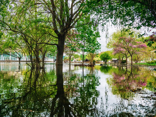 Flooded park with green trees in Abrau-Durso. Overflow lake due to global warming.