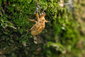 様々な蝉の抜け殻