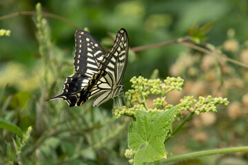 蜜を求めて飛び回るアゲハチョウ