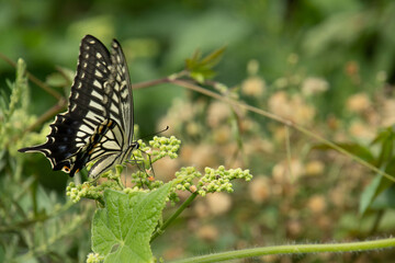 蜜を求めて飛び回るアゲハチョウ