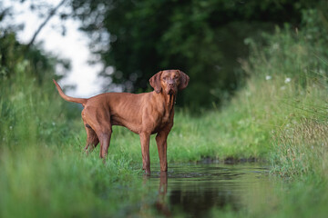 Muscular Hungarian Vizsla dog playing in a muddy puddle in a field. Reflection in water.