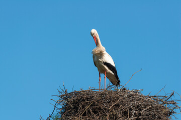 Cigogne blanche, nid,.Ciconia ciconia, White Stork, Chateau de la Rivière, Parc Naturel Régional des Marais du Cotentin et du Bessin, Manche, 50