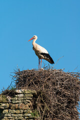 Cigogne blanche, nid,.Ciconia ciconia, White Stork, Chateau de la Rivière, Parc Naturel Régional des Marais du Cotentin et du Bessin, Manche, 50