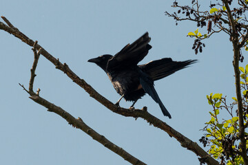Corneille noire,. Corvus corone, Carrion Crow