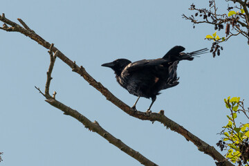 Corneille noire,. Corvus corone, Carrion Crow