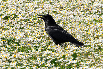 Corneille noire,. Corvus corone, Carrion Crow
