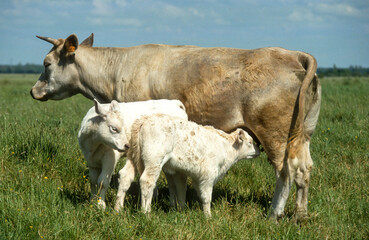 Vache Blonde d'Aqitaine, vache, veaux