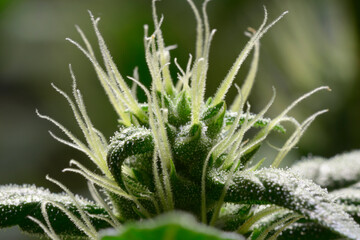 Naklejka na ściany i meble Medical cannabis bud blossoming, trichomes in the inflorescence of the plant visible