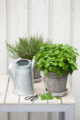 lemon balm (melissa) and thyme herb in flowerpot on balcony, urban container garden concept