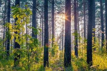 sunset in the forest