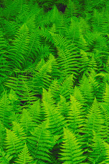 Fototapeta na wymiar New York Ferns in the Great Smoky Mountains National Park,