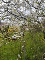 Cherry blossom in the spring. White cherry petals in green background. Dew drops on petals.