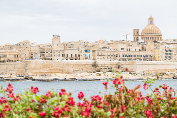 Fototapeta na wymiar Pretty flowers in front of the Valletta skyline