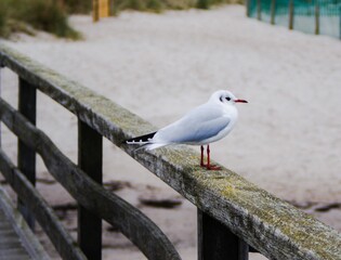 seagull on the pier