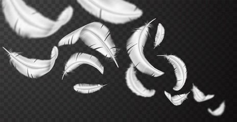 Flying feathers. Realistic white feathering flight trail. Bird plumage. Fluffy and light falling objects. Wings parts. Floating goose or swan quills collection. Vector smooth plumalets © VectorBum
