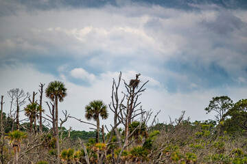 Carolina palm trees (Sabal palmetto) and dead trees with osprey bird nest on the South Carolina coast