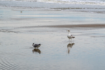 Shorebirds/Seagulls on a sandbar, Atlantic Ocean, South Carolina Coast, clouds in a blue sky