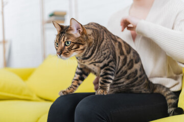 Cropped view of bengal cat looking away while sitting on woman on blurred couch.