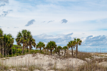 Carolina palm trees (Sabal palmetto) on the South Carolina coast - obrazy, fototapety, plakaty
