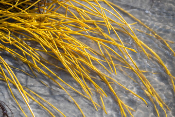 Yellow colorful sea whip soft coral (Leptogorgia virgulata) in the Atlantic Ocean surf, washing up on a South Carolina beach