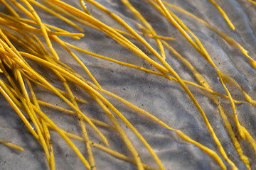Yellow colorful sea whip soft coral (Leptogorgia virgulata) in the Atlantic Ocean surf, washing up on a South Carolina beach, background