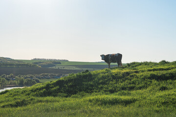 a cow sits on a green meadow