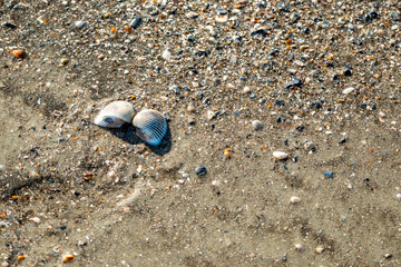 Shells on South Carolina beach