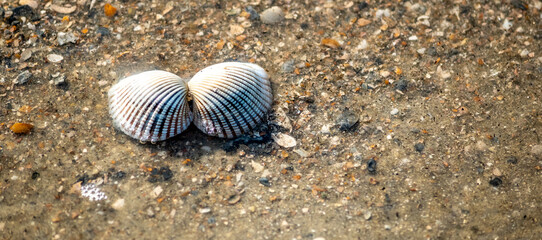 Shells on South Carolina beach