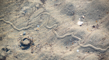 Fototapeta na wymiar Tracks of eastern mud snail (Tritia obsolete) in tide pool South Carolina coast, Atlantic Ocean