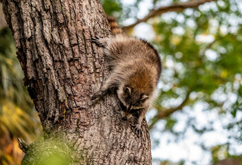 Young raccoon (Procyon lotor) climbing down a tree, coastal South Carolina