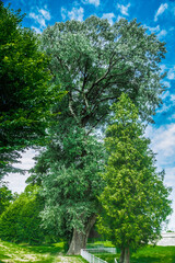 Mighty tree on a background of blue sky