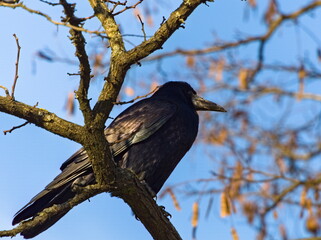 The rook (Corvus frugilegus) on a branch. Black bird on the tree.