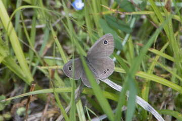 野原の様々な蝶