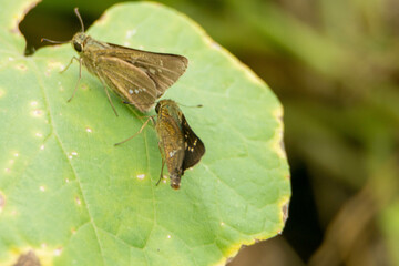野原の様々な蝶