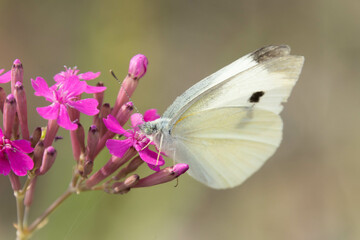 野原の様々な蝶