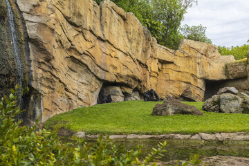 Gorillas in zoo park, group of animals in natural landscape