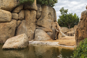 Fototapeta na wymiar Elephants in zoo park, group of animals in natural landscape