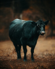 Selective of a black cow in a forest